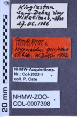 Etikette zu Hypnoidus gurjevae (Stibick, 1979) (NHMW-ZOO-COL-0007398)